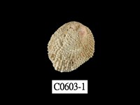 藏品(扭口偏口蛤)的圖片